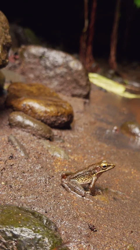Vertical video. Slow Motion Small Frog Sitting on Wet Riverbank Before Jumping I Stock Footage 337021559