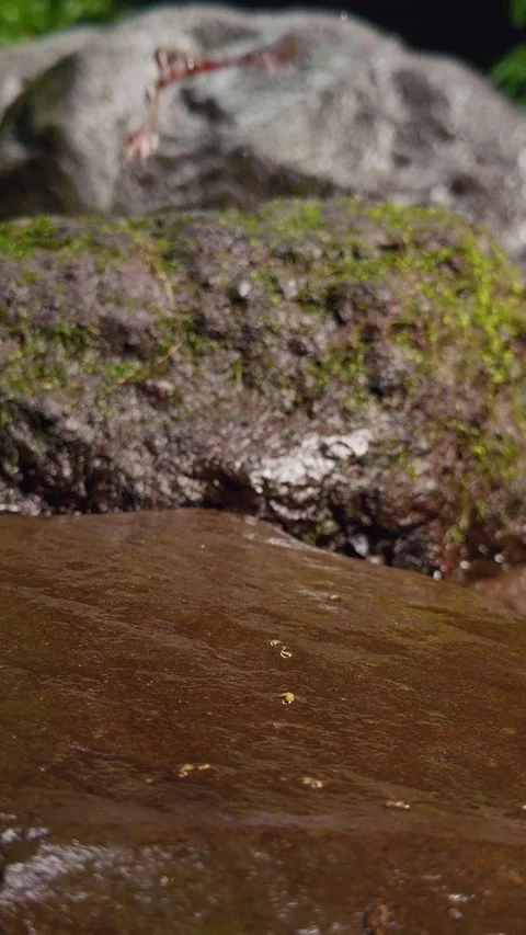 Vertical video. Slow Motion Small Frog Escaping Across Wet Rock Near Tropical St Stock Footage 337052216