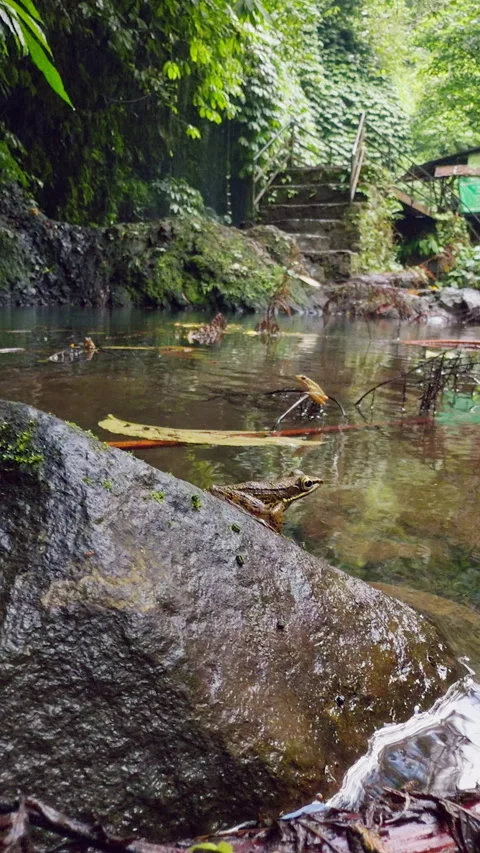 Vertical video. Slow Motion View of Frogs Jumping Into Clear Tropical Stream Fro Stock Footage 337038477