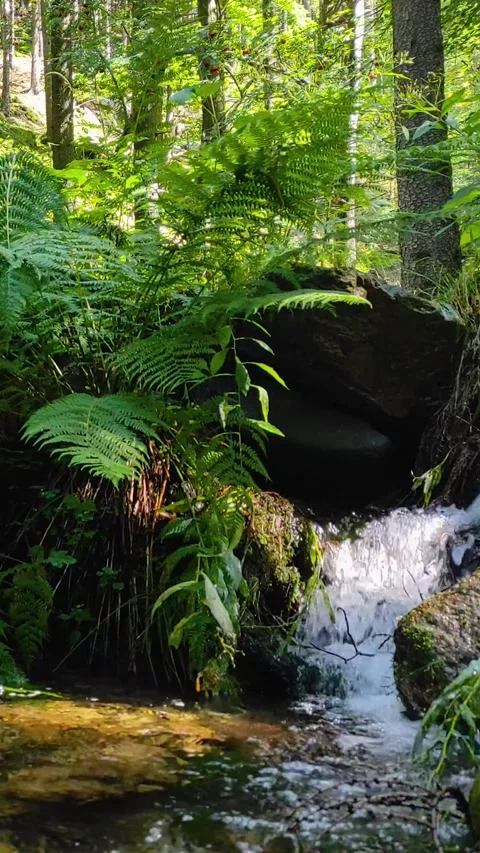 Vertical video of small forest waterfall with green fern leaves and rocks Stock Footage 341856055