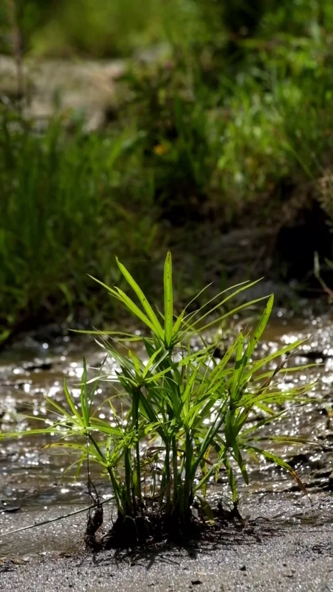 Vertical video of small green plants swaying on wet soil Stock Footage 336877466