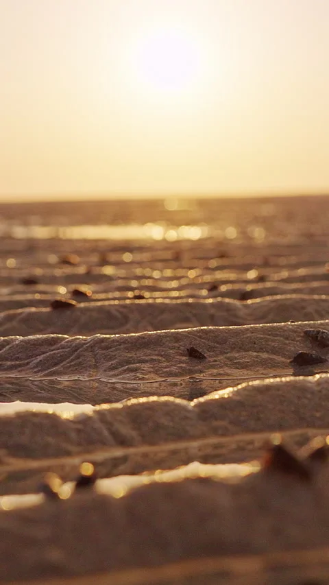 Vertical video. Small Hermit Crabs In Shells Scattered Across Shallow Wet Sand A Stock Footage 327421235