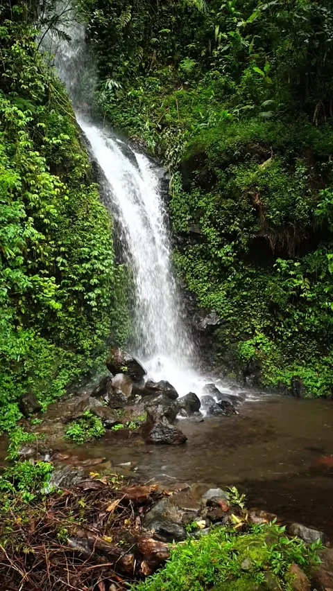 Vertical Video of a Small Hidden Waterfall in a Lush Tropical Forest Stock-Footage 337724727