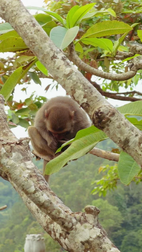 Vertical video. Small Monkey resting on Branch among Dense Leaves in Slight Over Vídeo Stock 323655044