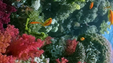 Vertical video, small orange fish explore beauty of soft underwater corals. Stock Footage 274034125