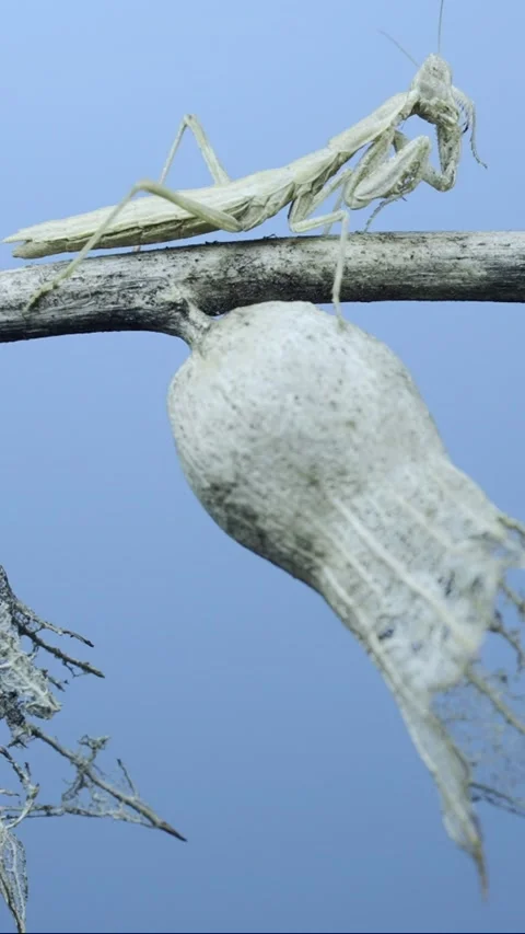 Vertical video, Small praying mantis sits on a dry shrub branch and washes   Stock Footage 205283853