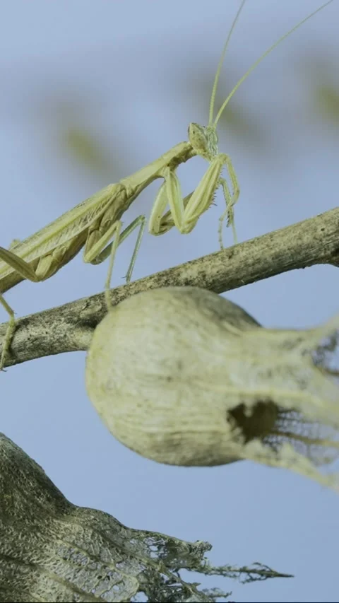 Vertical video, Small praying mantis sits on Henbane dry flowers and washes on Stock Footage 205810129