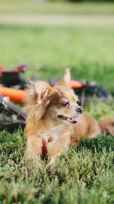 Vertical video Small red-haired chihuahua dog resting in a grassy park while Video stock 302026133