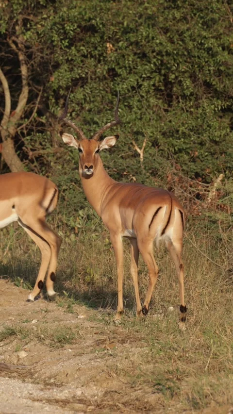 Vertical video: Snorting impala rams Stock Footage 308795021
