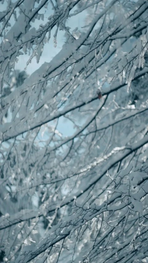 Vertical video of snow-covered branch. White fluffy snow lying on twigs Stock Footage 294035607