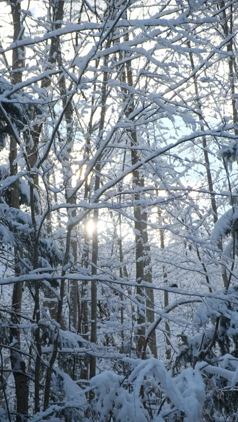 Vertical video of snow-covered forest. White fluffy snow lying on twigs Stock Footage 300942781