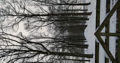 Vertical video - snow covered tree lined path behind wooden gate Stock Footage 101691754