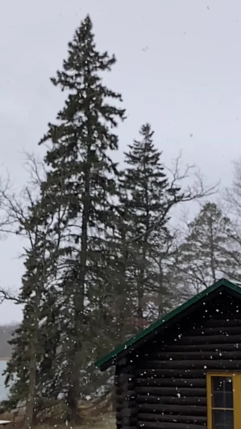 Vertical video snow falling spruce and cabin Stock Footage 144356696