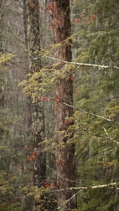 Vertical video of snow falling on trees in a forest Stock Footage 277001089