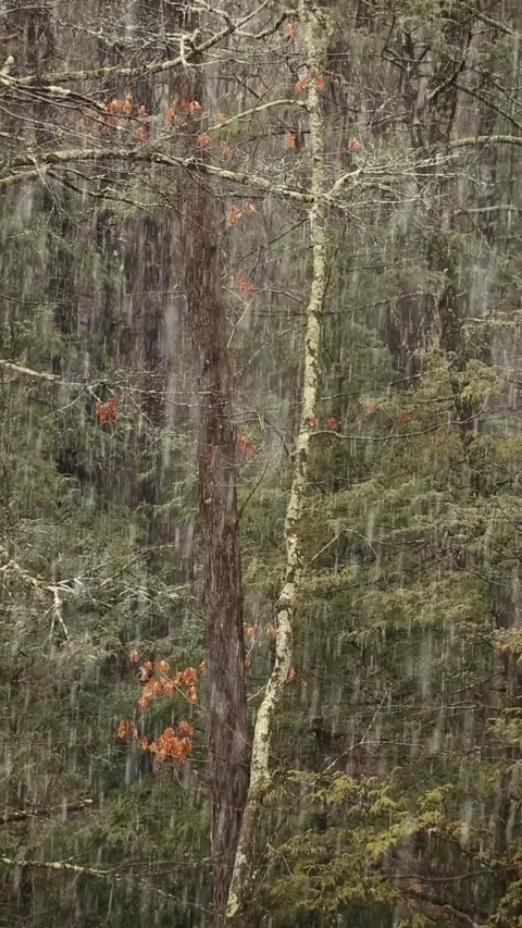 Vertical video of snow falling on trees in a forest Stock Footage 277001531