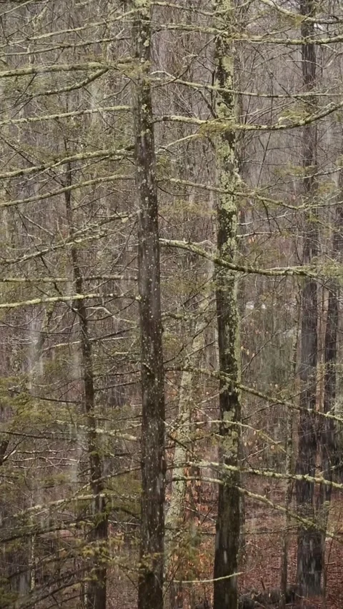 Vertical video of snow falling on trees in a forest Stock Footage 277001591