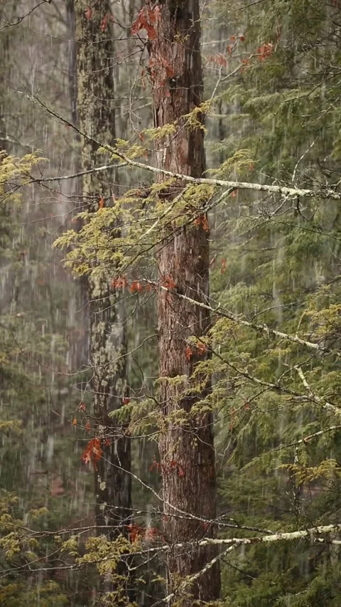Vertical video of snow falling on trees in a forest Stock Footage 277016893