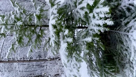 Vertical video. Snowy forest in winter. Slow-motion swinging of spruce branches Stock Footage 168338760