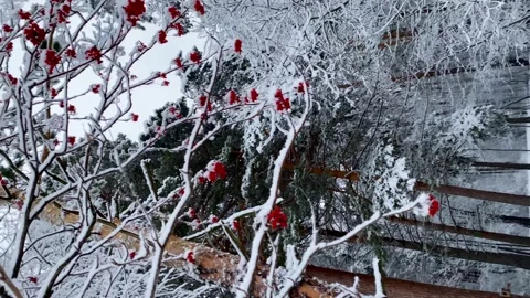 Vertical video. Snowy forest in winter. Slow motion passage between the trees. Stock Footage 168338764