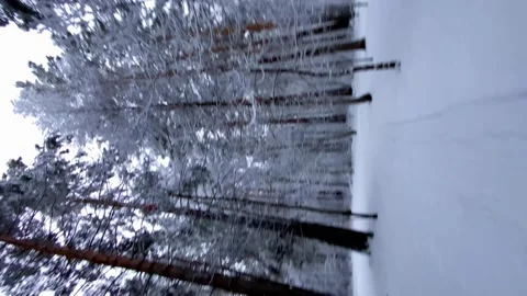 Vertical video. Snowy forest in winter. Slow motion passage between the trees. Stock Footage 168338766