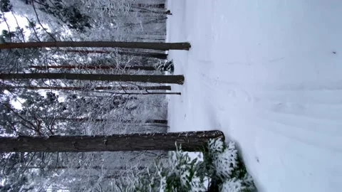 Vertical video. Snowy forest in winter. Slow motion passage between the trees. Stock Footage 168338770