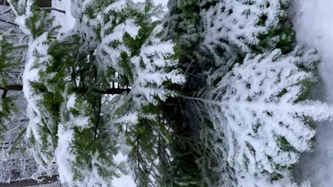 Vertical video. Snowy forest in winter. Slow-motion swinging of spruce branches Stock Footage 168338775