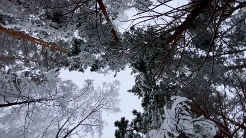 Vertical video. Snowy forest in winter. Slow motion around axis around trees Stock Footage 168338777