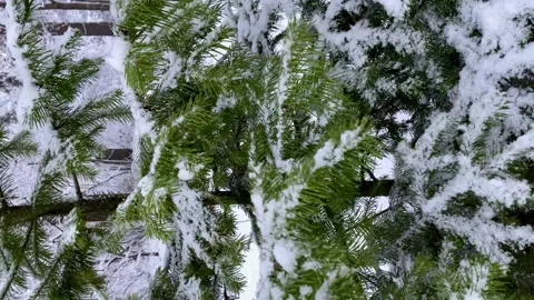 Vertical video. Snowy forest in winter. Slow-motion swinging of spruce branches Stock Footage 168338784