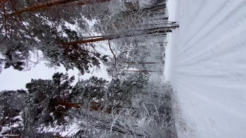 Vertical video. Snowy forest in winter. Slow motion passage between the trees. Stock Footage 168338785