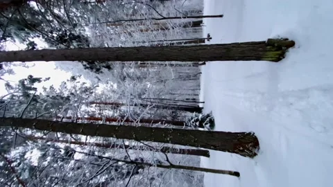 Vertical video. Snowy forest in winter. Slow motion passage between the trees. Stock Footage 168338788