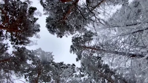Vertical video. Snowy forest in winter. Slow motion around axis around trees Stock Footage 168338794
