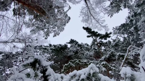 Vertical video. Snowy forest in winter. Slow motion around axis around trees Stock Footage 168338795