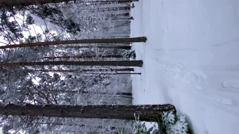 Vertical video. Snowy forest in winter. Slow motion passage between the trees. Stock Footage 168338797