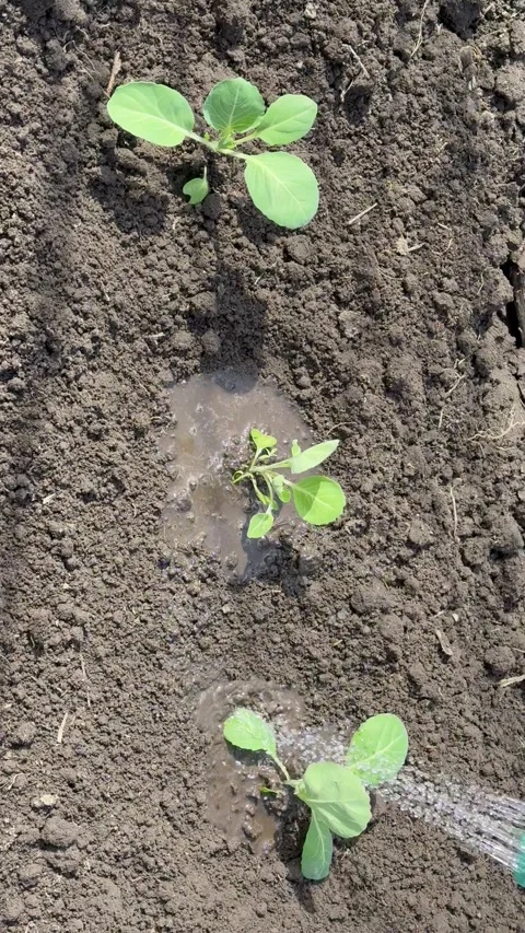 Vertical video of someone watering cabbage seedlings planted in garden bed Stock Footage 308294173