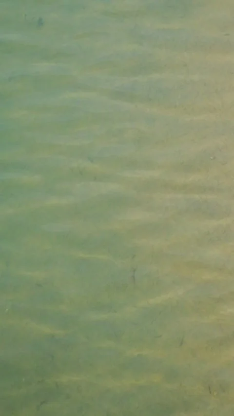 Vertical video of the sparkling sunlight and small fish at the bottom of the Stock Footage 321798574