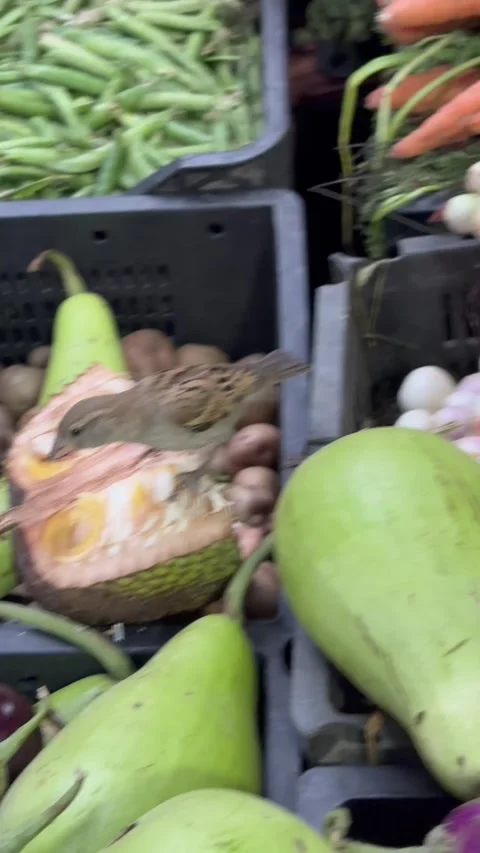 A vertical video of a sparrow hopping around over vegetables in a grocery shop Stock Footage 345518695