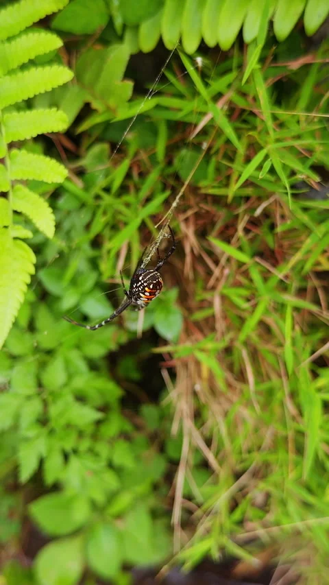 Vertical video. Spider Hanging in Web Among Green Tropical Plants Near Flowing W Stock Footage 337030547