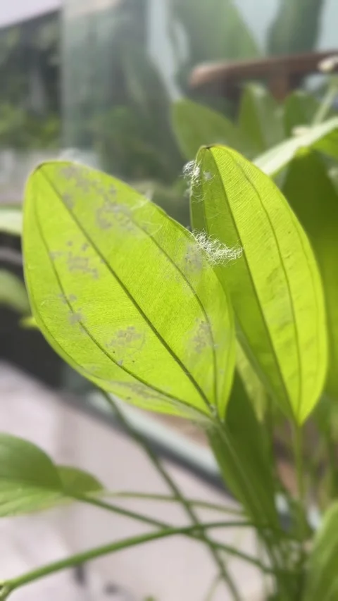 Vertical video of spider web with dirt rests on green leaf Stock Footage 318712188
