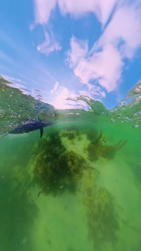 Vertical video. Split Level View With Paddle Board Above Water And Seabed Below Video stock 328594855