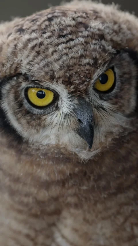 Vertical video, A Spotted eagle owl chick close-up Stock Footage 332601867