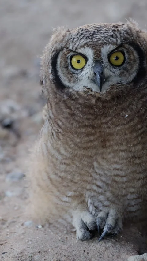 Vertical video,  a Spotted eagle owl chick on the ground Stock Footage 332603144