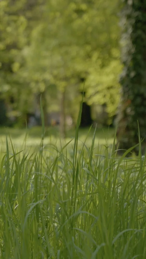 Vertical video Spring afternoon in the park filled with vibrant grass and lush Stock Footage 309360708