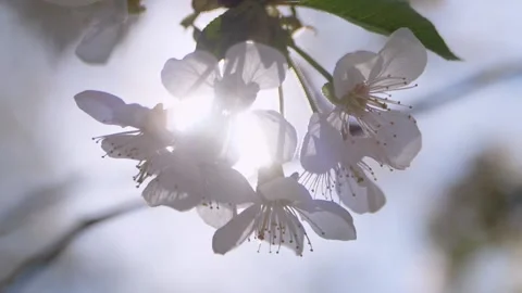 Vertical video. Spring cherry blossom. The sun shines of cherry blossoms. Video stock 220104669
