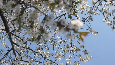 Vertical video. Spring cherry blossoms. Sunny weather, sky, bees over flower Video stock 220104697