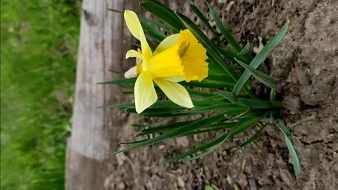 Vertical video of spring daffodil flower. Stock Footage 153676062