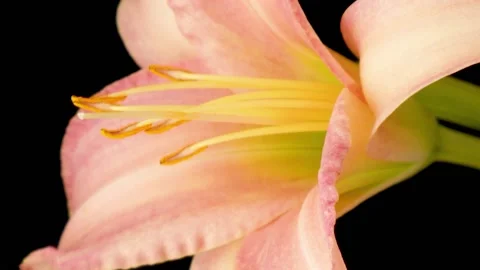 Vertical video. Spring flowers day lily opening. Blooming of beautiful flowers Stock Footage 167136684