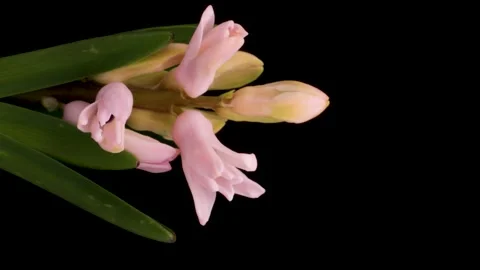 Vertical video. Spring flowers Hyacinth opening. Blooming of beautiful flowers Stock Footage 167269295