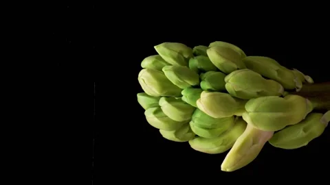 Vertical video. Spring flowers Hyacinth opening. Blooming of beautiful flowers Stock Footage 167313723