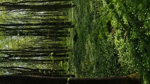 Vertical video. Spring forest. The earth is covered with blooming wild flowers Video stock 236147920