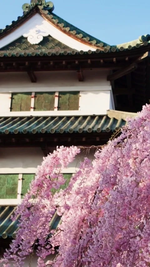 Vertical video: Spring in Japan, sakura trees and Japanese pagoda in Hirosaki in Stock Footage 303922797